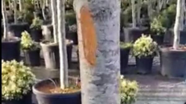 Raid in un vivaio di Masiano, danneggiate decine di piante