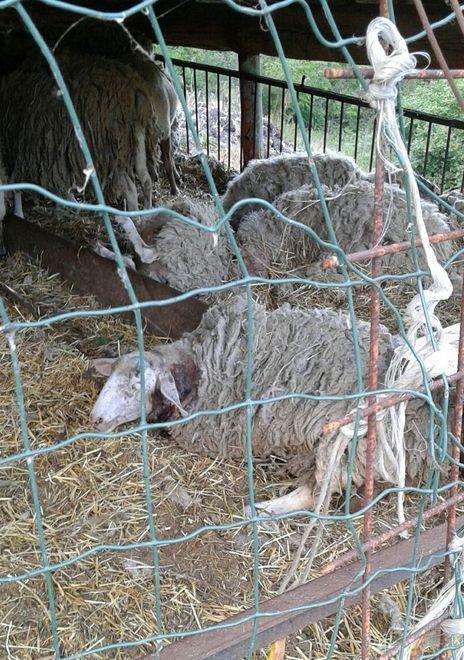 Raid dei lupi tra le pecore Gli allevatori in allarme 