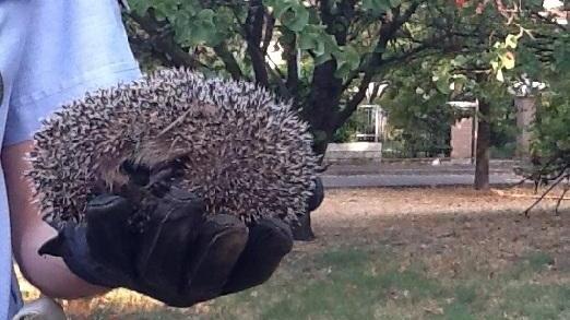 Gettano un riccio nel cassonetto