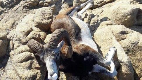 Muflone ucciso da un husky 