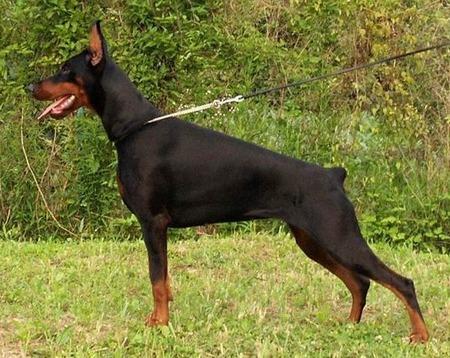 In fuga dalla polizia su un’auto rubata a Reggio Emilia investono un cane