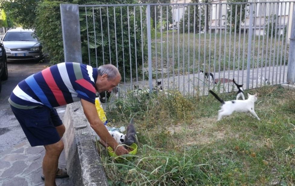 Cinquanta colonie feline e fondi striminziti 