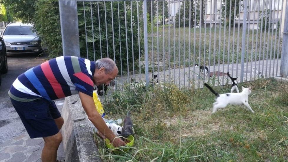 Cinquanta colonie feline e fondi striminziti