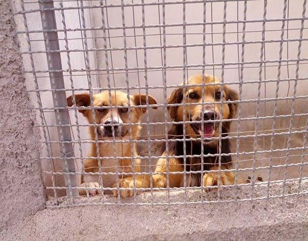 Contributo a chi adotta un cane abbandonato
