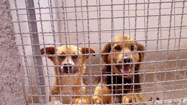 Contributo a chi adotta un cane abbandonato