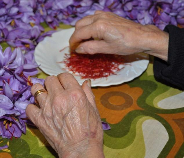 Lo zafferano “fatto in casa” dai Puddu nei terreni della vallata di Oliena
