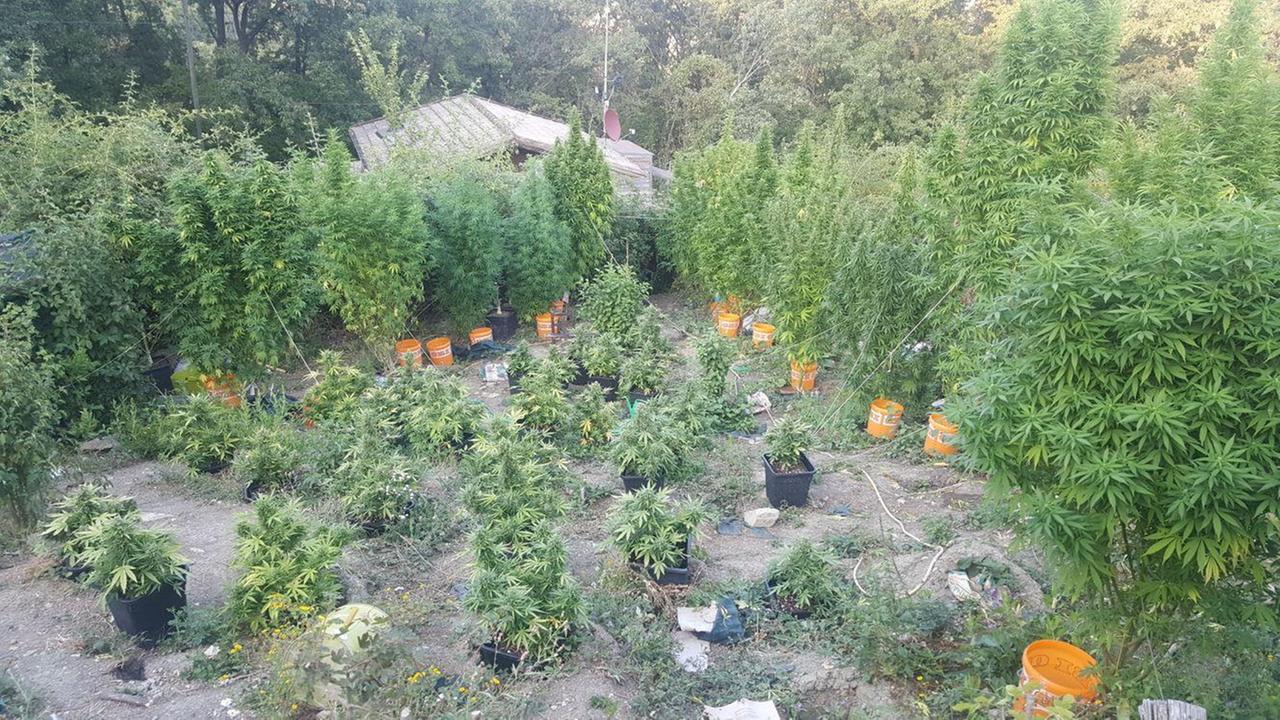 Serramazzoni, allestisce serra con 60 piante di marijuana: arrestato