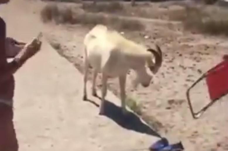 Il caprone respinto dai bagnanti a Capo San Marco