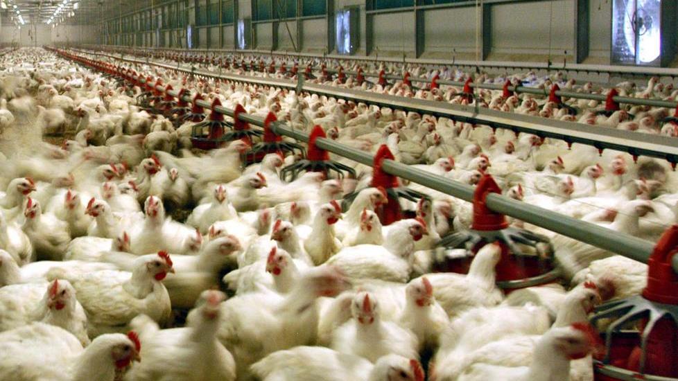 Mega allevamento di polli e suini: petizione per dire no