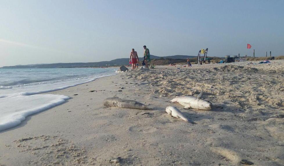 Alcuni esemplari morti sulla battigia delle Spiagge bianche