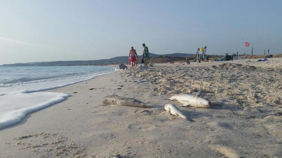 Alcuni esemplari morti sulla battigia delle Spiagge bianche