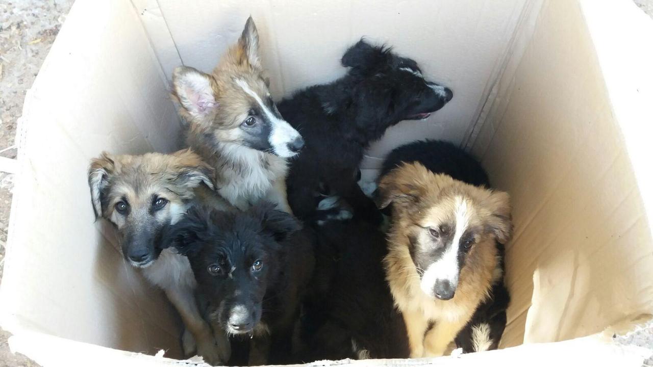 I cagnolini trovati da un cittadino (foto Mario Rosas)