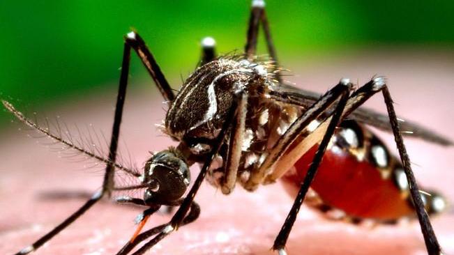 West Nile, primo caso su un paziente nel territorio del Delta