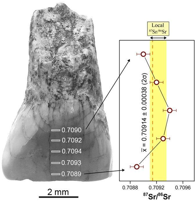 Studio modenese su un dente da latte di 580mila anni fa 