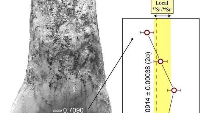 Studio modenese su un dente da latte di 580mila anni fa 