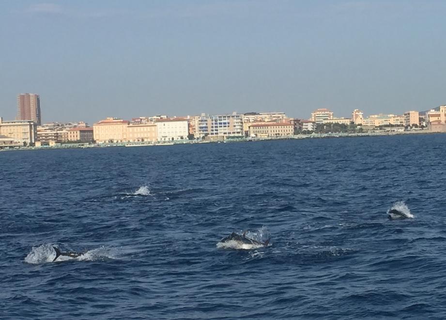 Banco di tonni vicino alla costa