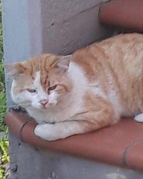 Nella zona sud di Montecatini c’è chi spara ai gatti 
