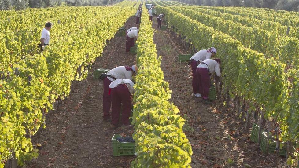 La vendemmia in un'azienda (foto d'archivio)
