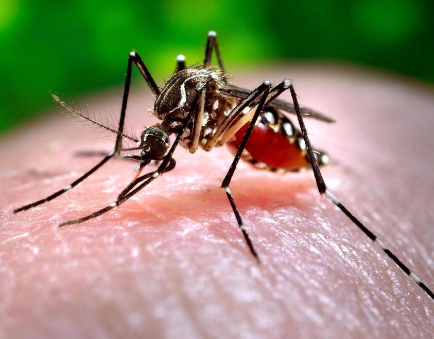 Caso sospetto di Zika a Quattro Castella 
