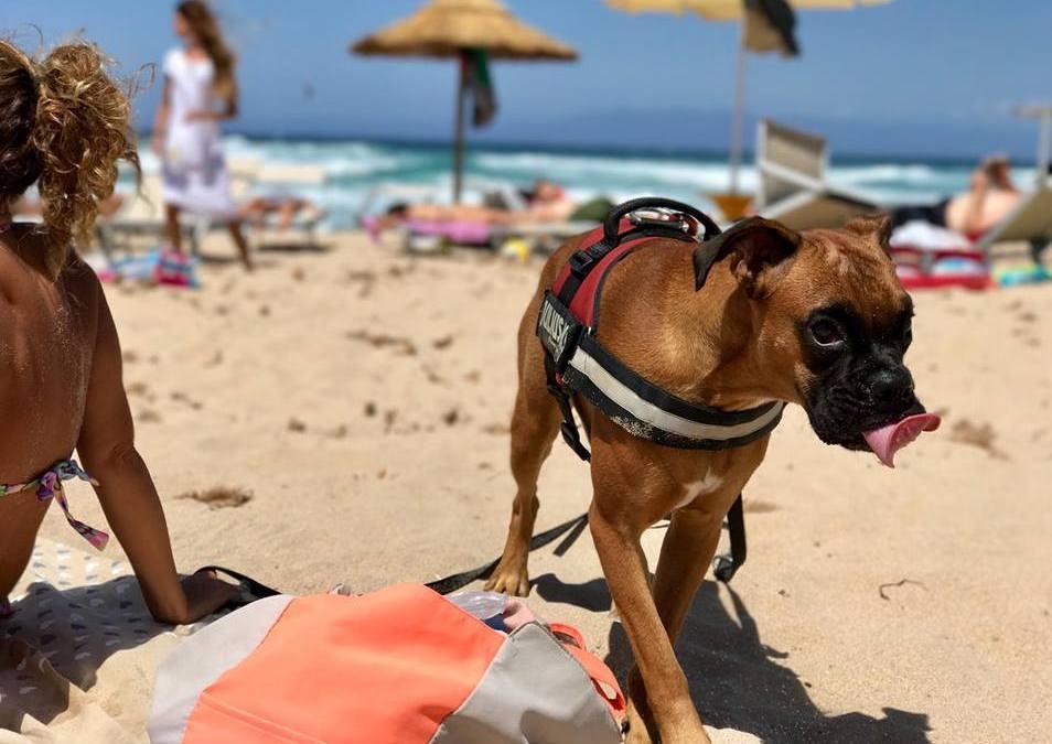 Aglientu, successo per la “Dog Beach” 