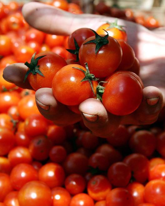 Passata made in Bondeno Si punta a nuovi mercati