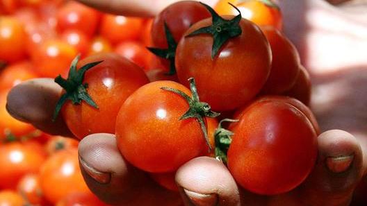 Passata made in Bondeno Si punta a nuovi mercati