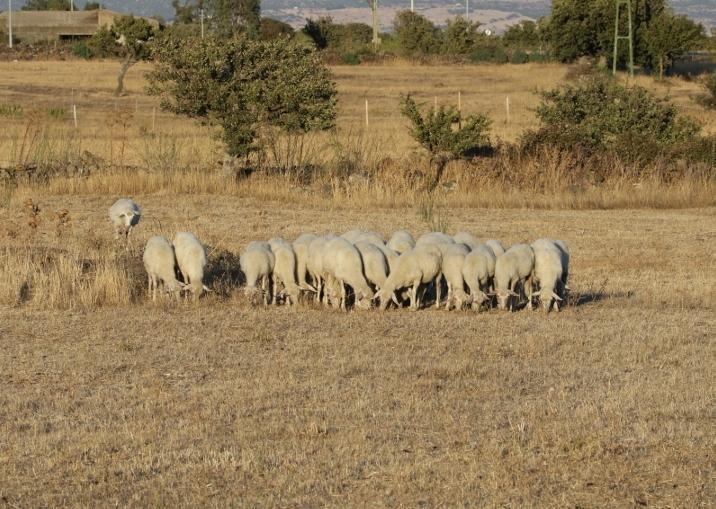 Macomer, ritorno alla campagna 