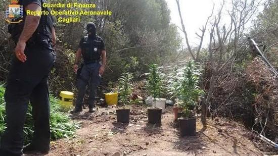 La piantagione di cannabis a Pula