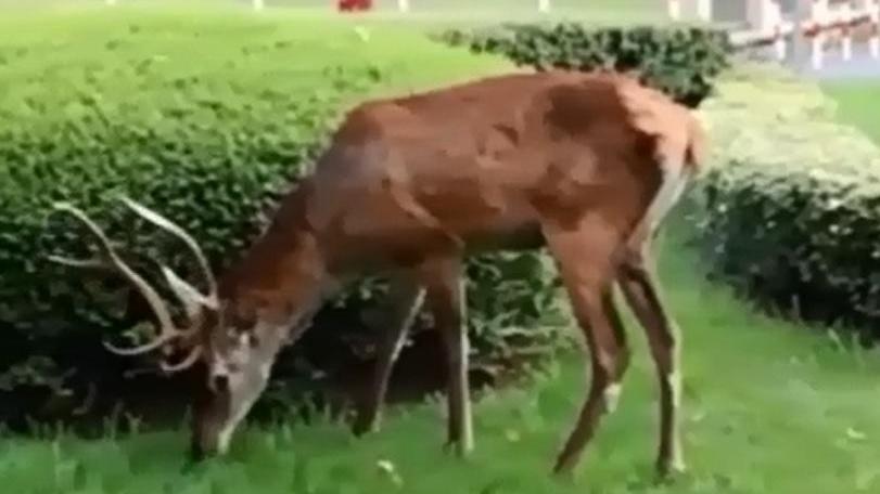 Il cervo nell'aiuola di Villa Fiorita