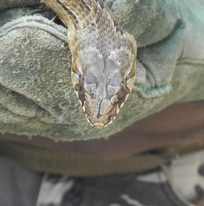 Trovato un serpente in una ceramica: è “cugino” del cobra
