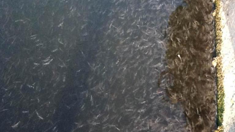Pesci senz’acqua Valle Campo soffoca «Così chiudiamo»