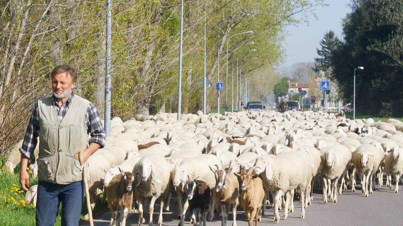 Due multe per il gregge E il pastore deve pagare
