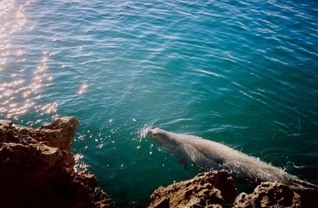 La foca monaca si fa rivedere, prepariamoci ad accoglierla