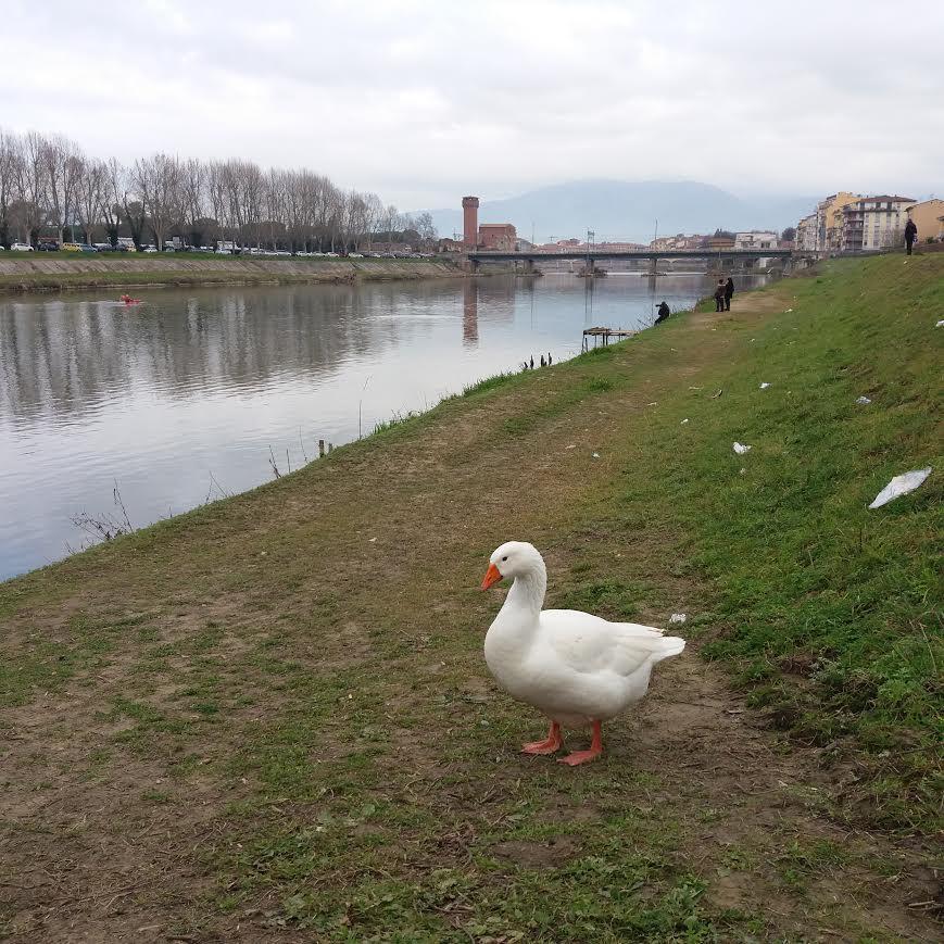 Il papero Osvaldo sull'argine dell'Arno al ponte dell'Impero