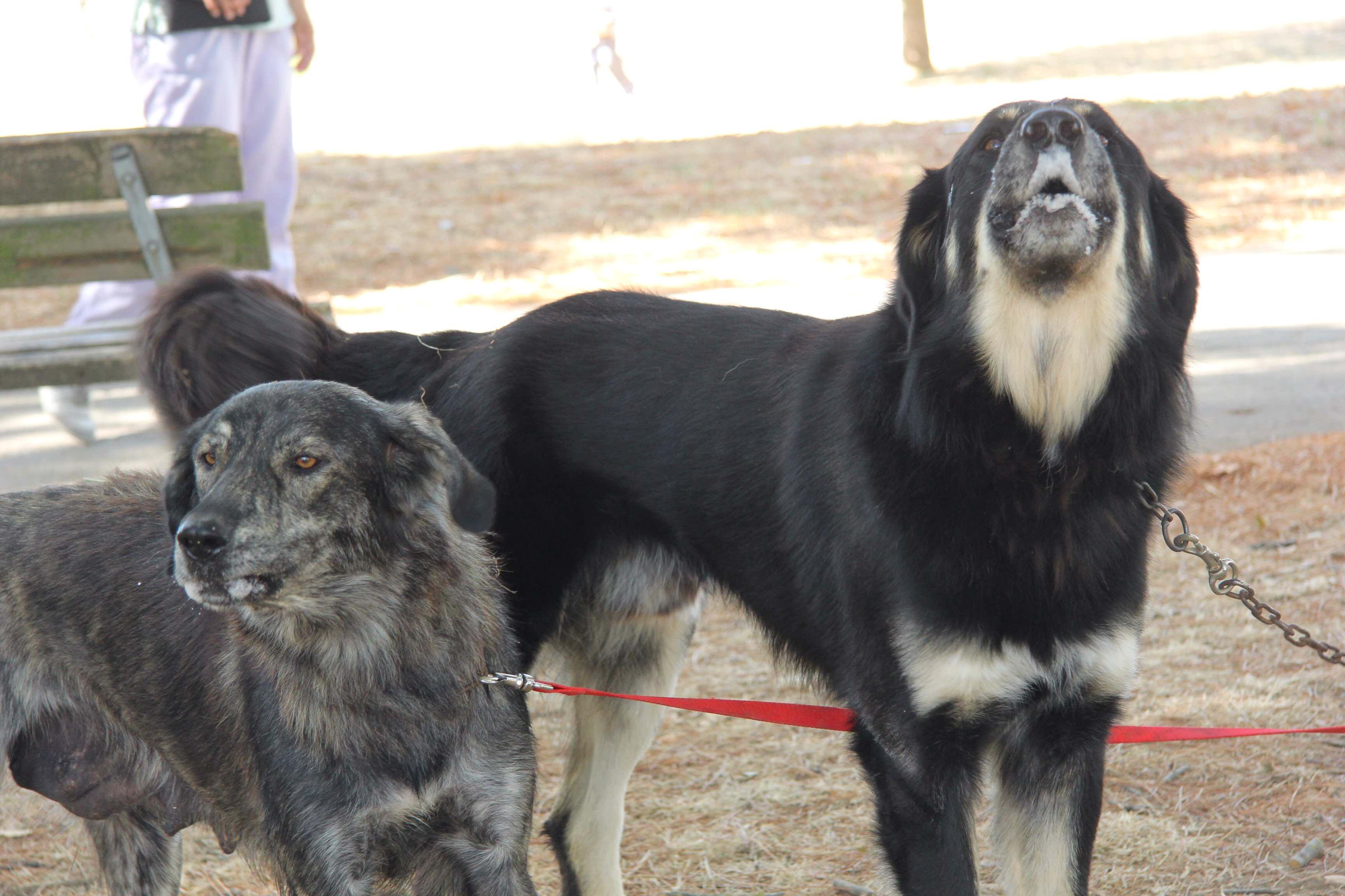 Due esemplari all'Expo internazionale nel parco ex Ippodromo (foto Batavia) 