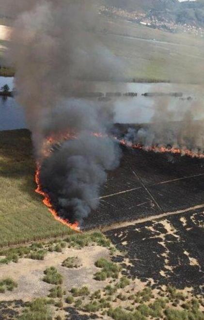 L'allarme degli ecologisti: nube di diossina per l'incendio sul padule