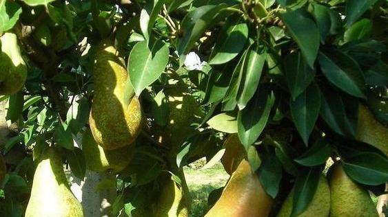 Pera, aumentata la produzione