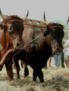 In parata i gioghi di buoi più belli 