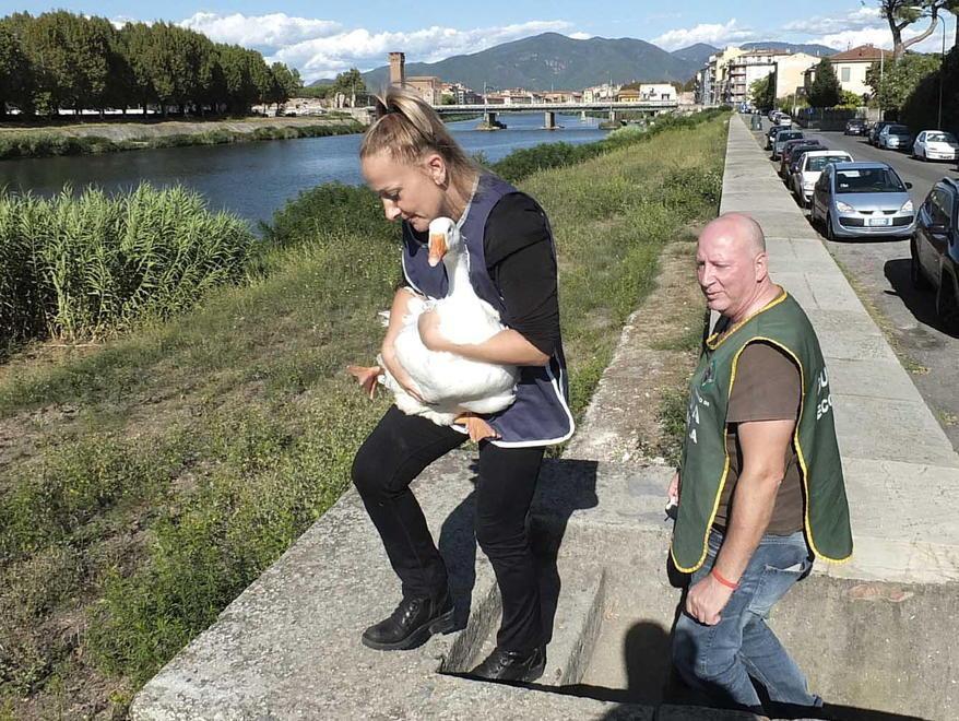 Il papero mentre viene riportato "a casa" al Ponte dell'Impero (foto Muzzi)