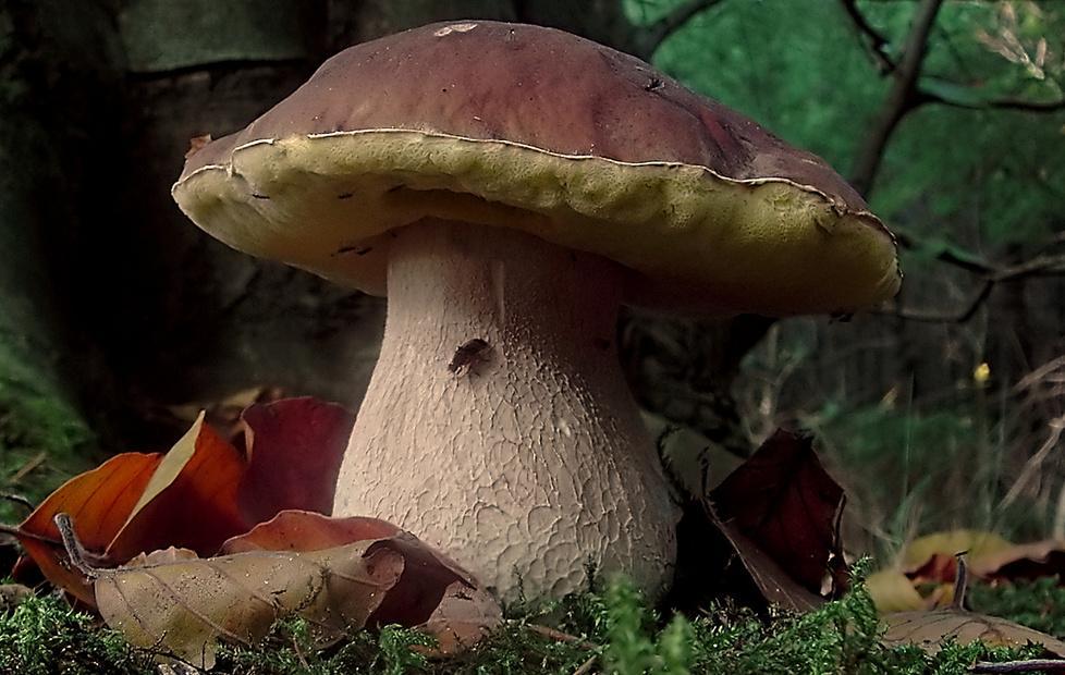 Raccolta funghi in Appennino, sconti ma solo ai non residenti 