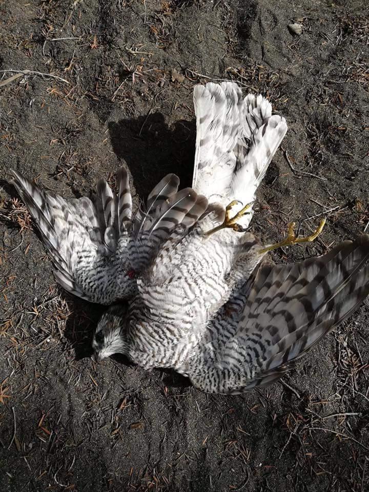Lo sparviero ucciso