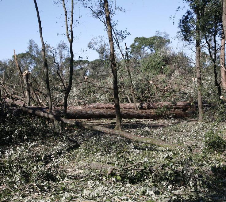 Cinquemila nuovi alberi nel parco della Versiliana 