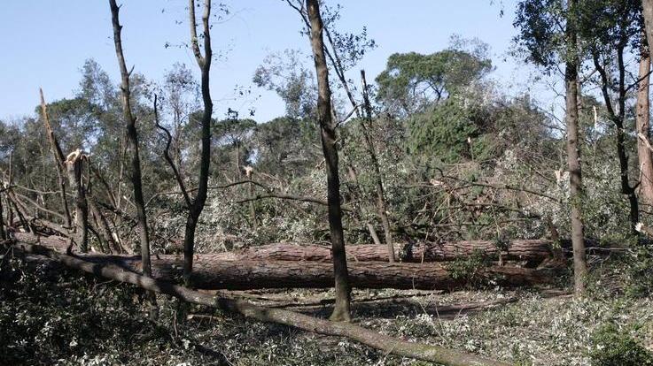 Cinquemila nuovi alberi nel parco della Versiliana