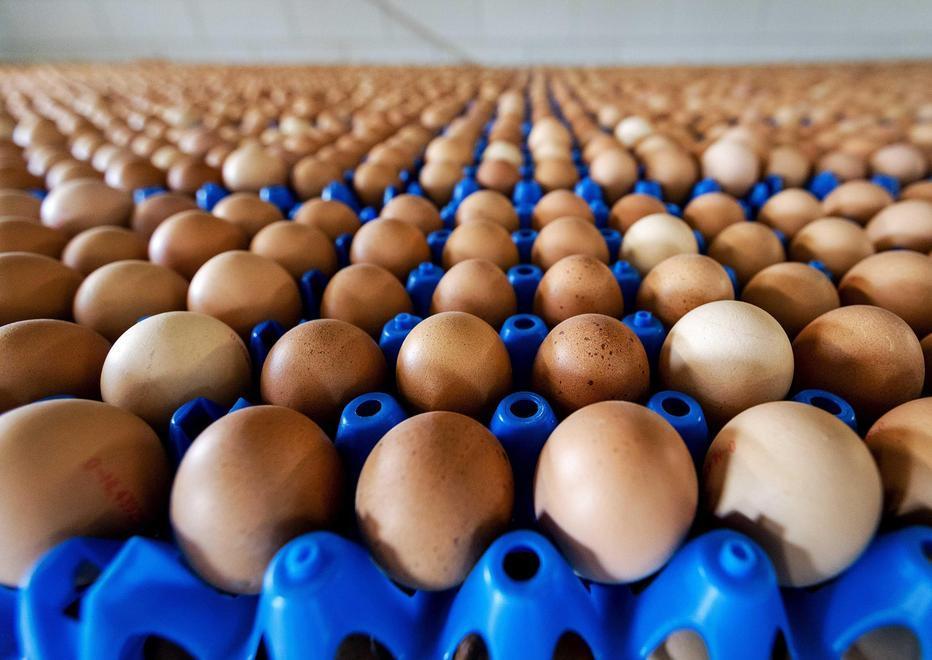 L’Asl controlla 31.000 uova in un’azienda