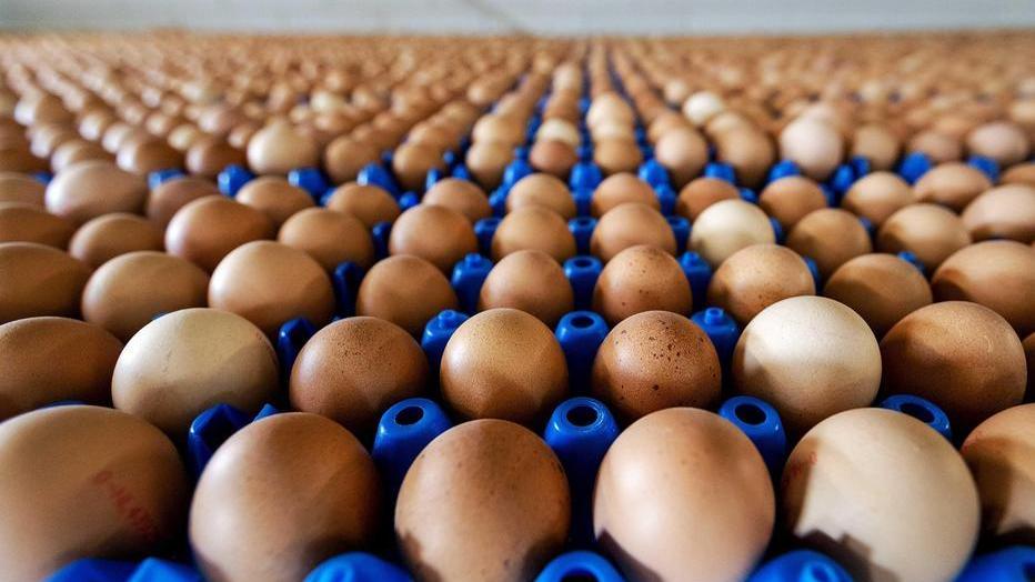 L’Asl controlla 31.000 uova in un’azienda