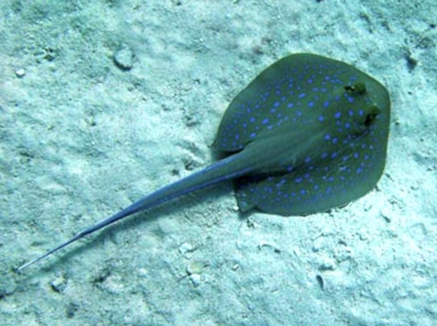 La pastinaca e la tracina le insidie più temibili 