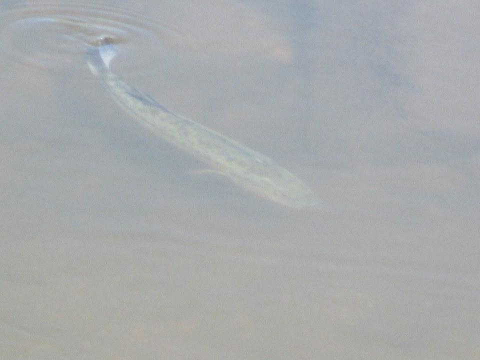 Il predatore avvistato nel Coghinas