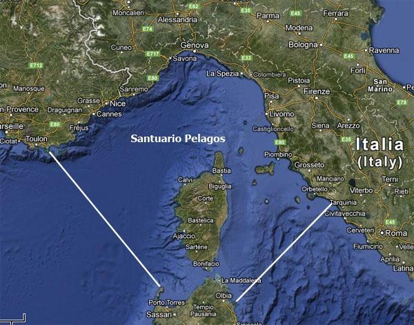 Santuario dei Cetacei: inseguendo la balena 