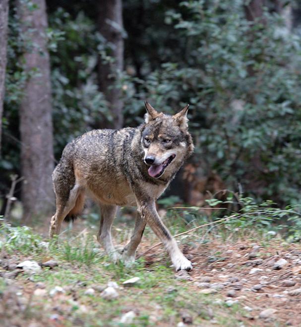 Attacco al gregge, l’Asl: «Probabile lupo» 