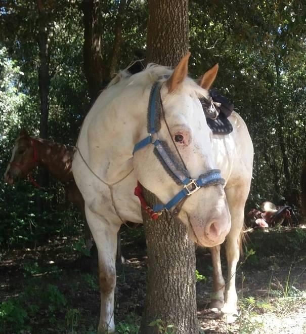 Un cavallo nella zona di Populonia 